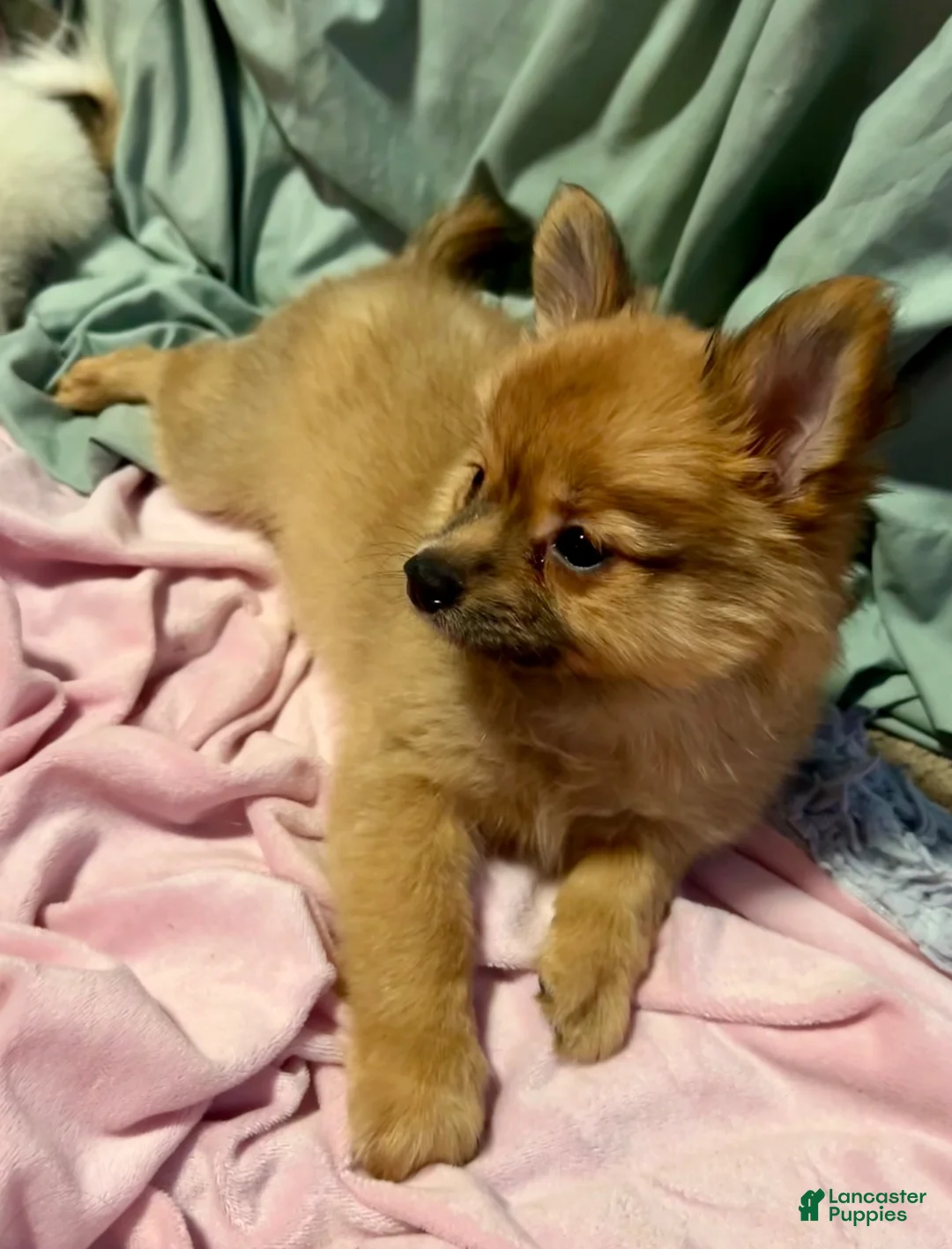 Mixed Breed dogs for sale: Honeybear - Ad 2