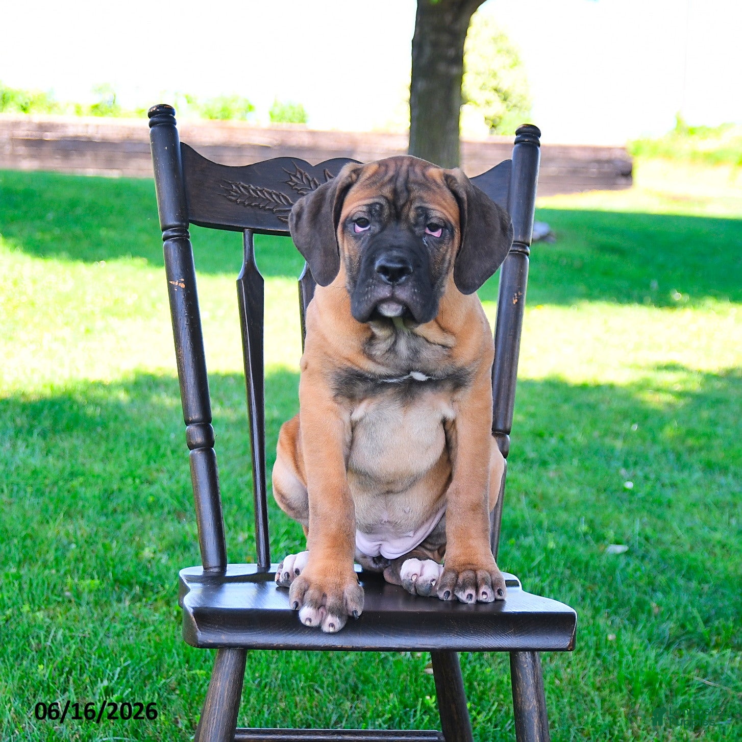 Cane Corso dogs Izzy - Ad 1