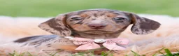 Miniature Dachshund dogs for sale: Cookie AKC - Ad 2