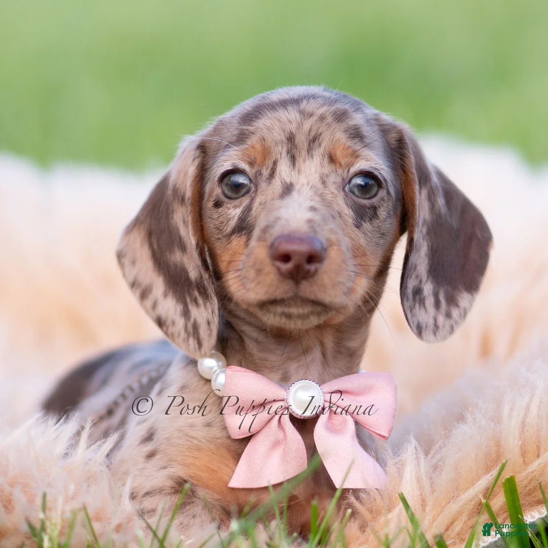 Miniature Dachshund dogs for sale: Cookie AKC - Ad 2