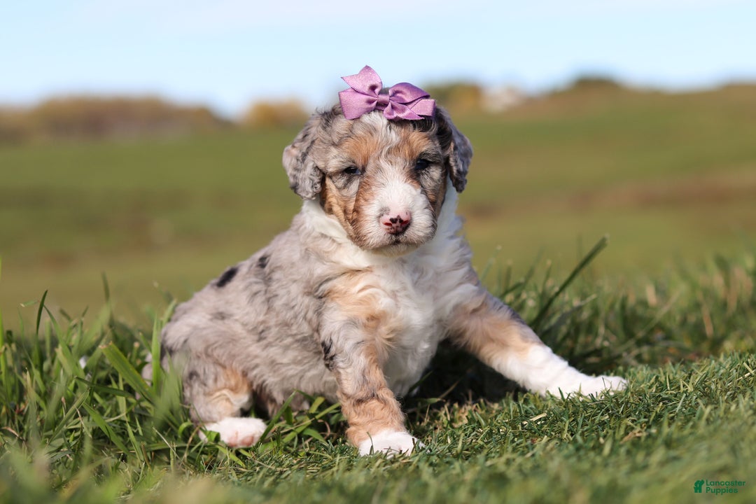 Mini Bernedoodle dogs for sale: Caroline - Ad 2