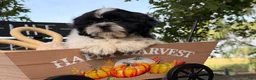 Shih Tzu dogs for sale: Shane Shih Tzu  - Ad 16