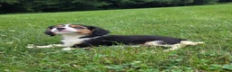 Cavalier King Charles Spaniel dogs for sale: Banjo - Ad 8