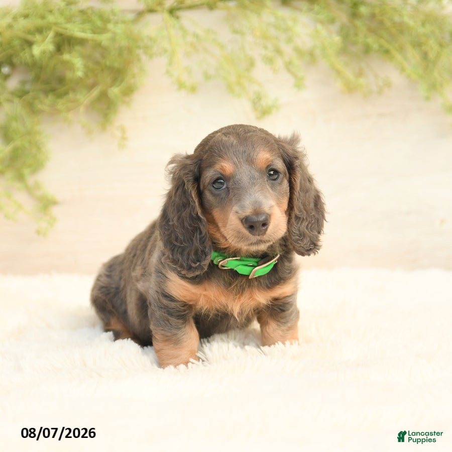 Miniature Dachshund dogs Lill - Ad 1