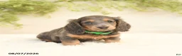 Miniature Dachshund dogs for sale: Lill - Ad 1