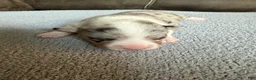 Mixed Breed dogs for sale: Sally - Ad 7