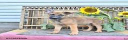 Mixed Breed dogs for sale: Atlas - Ad 5