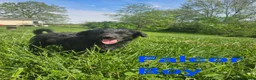 Bordoodle dogs for sale: Falcor - Ad 1