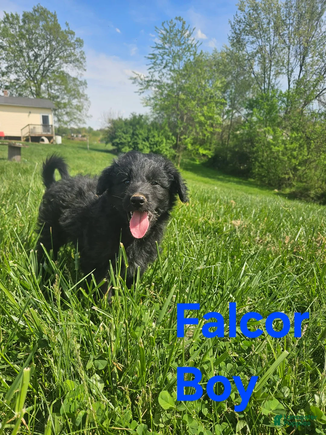 Bordoodle dogs for sale: Falcor - Ad 1