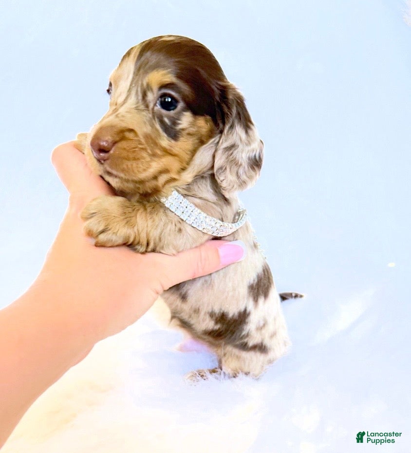 Miniature Dachshund dogs Jasper  - Ad 35