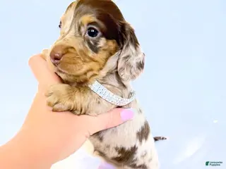 Miniature Dachshund dogs Jasper - Ad 26