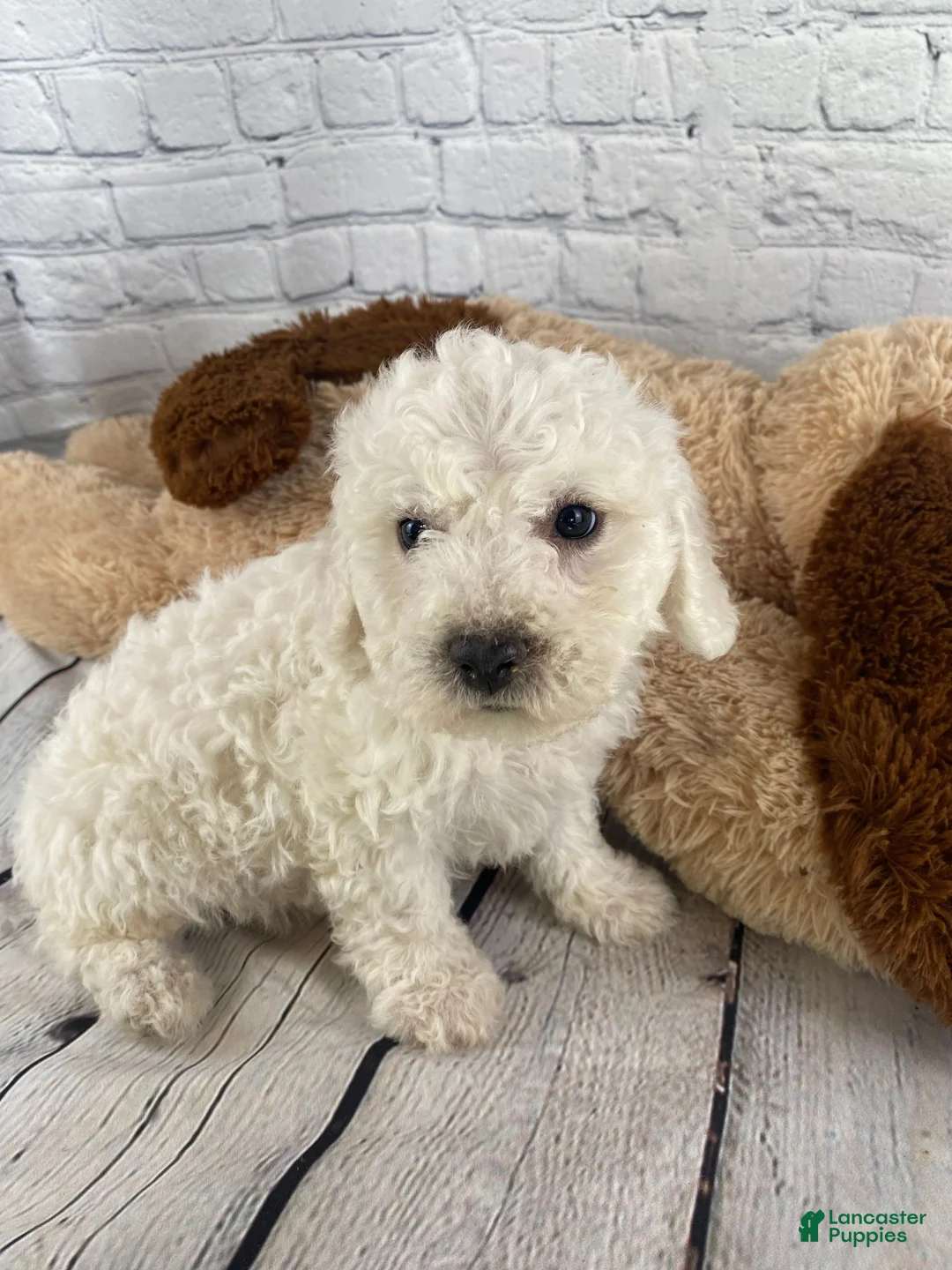 Bichon Frise dogs for sale: Ranger - Ad 4
