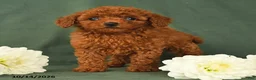 Toy Poodle dogs for sale: Heather - Ad 2