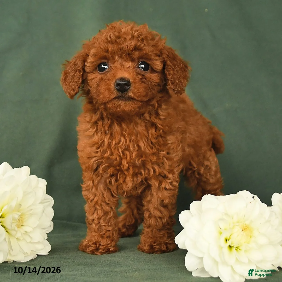 Toy Poodle dogs for sale: Heather - Ad 2