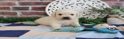 Golden Retriever dogs for sale: Turbo - Ad 3