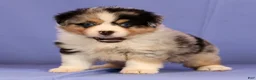 Miniature Australian Shepherd dogs for sale: Jill - Ad 4