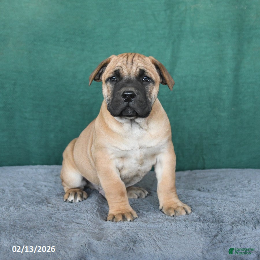 South African Boerboels dogs Archer - Ad 2