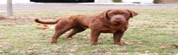 Labrador Retriever dogs for sale: Bruno - Ad 5