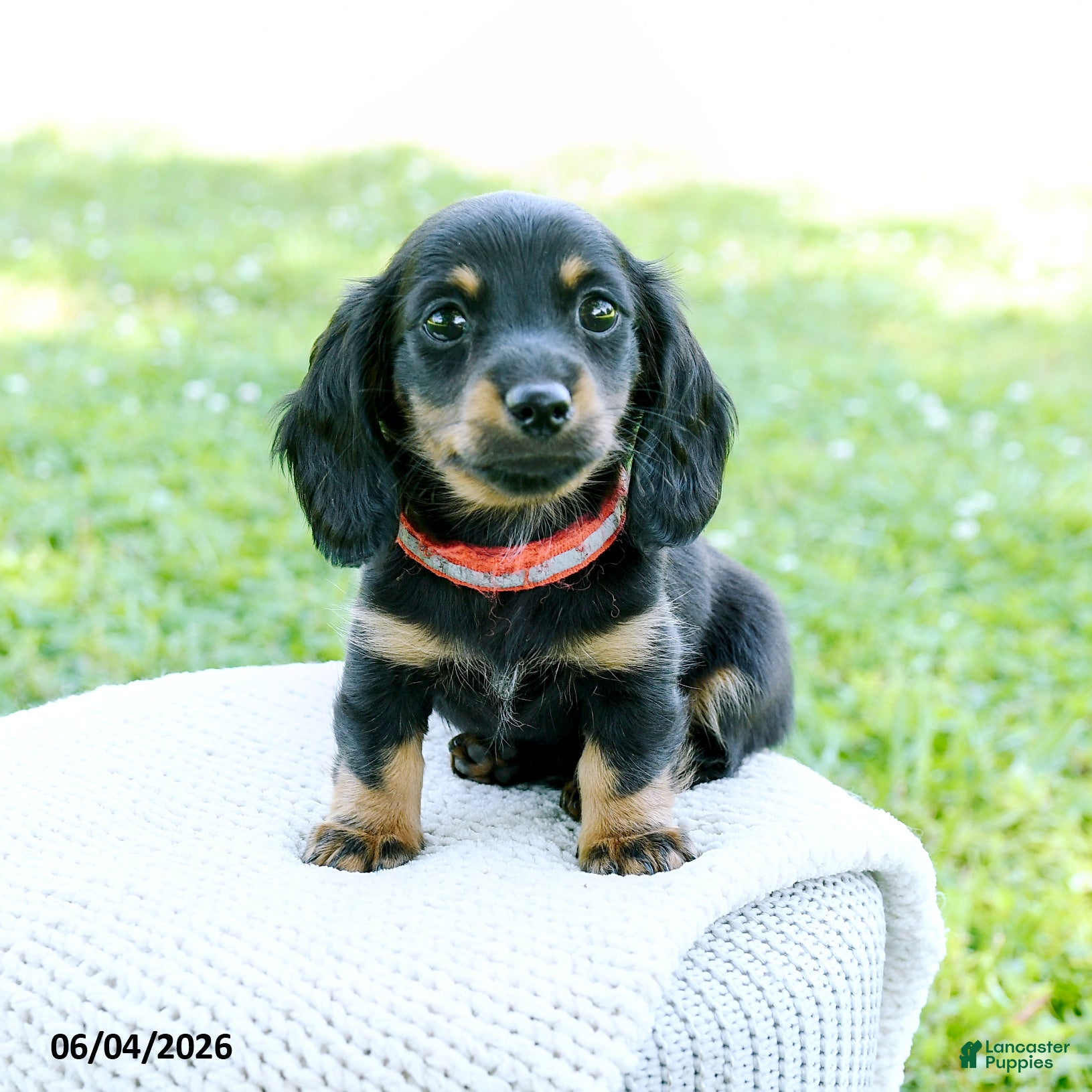 Miniature Dachshund dogs for sale: Dahlia - Ad 1