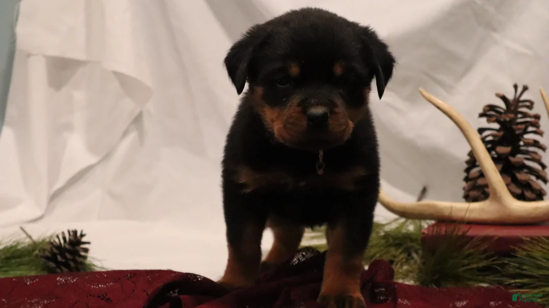 Rottweiler dogs for sale: Astra - Ad 3