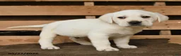 Labrador Retriever dogs for sale: Gunner - Ad 3