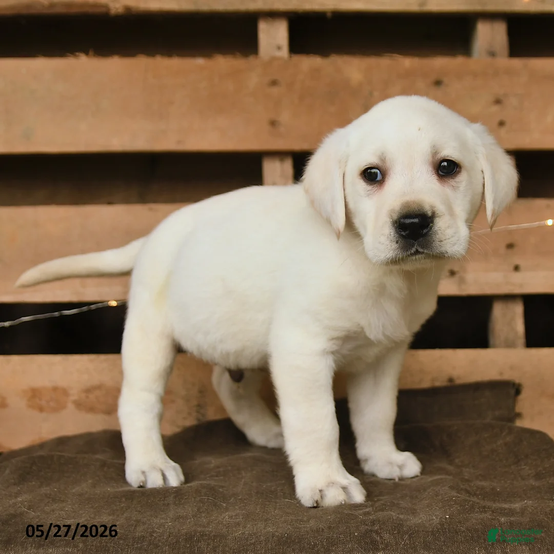 Labrador Retriever dogs for sale: Gunner - Ad 3