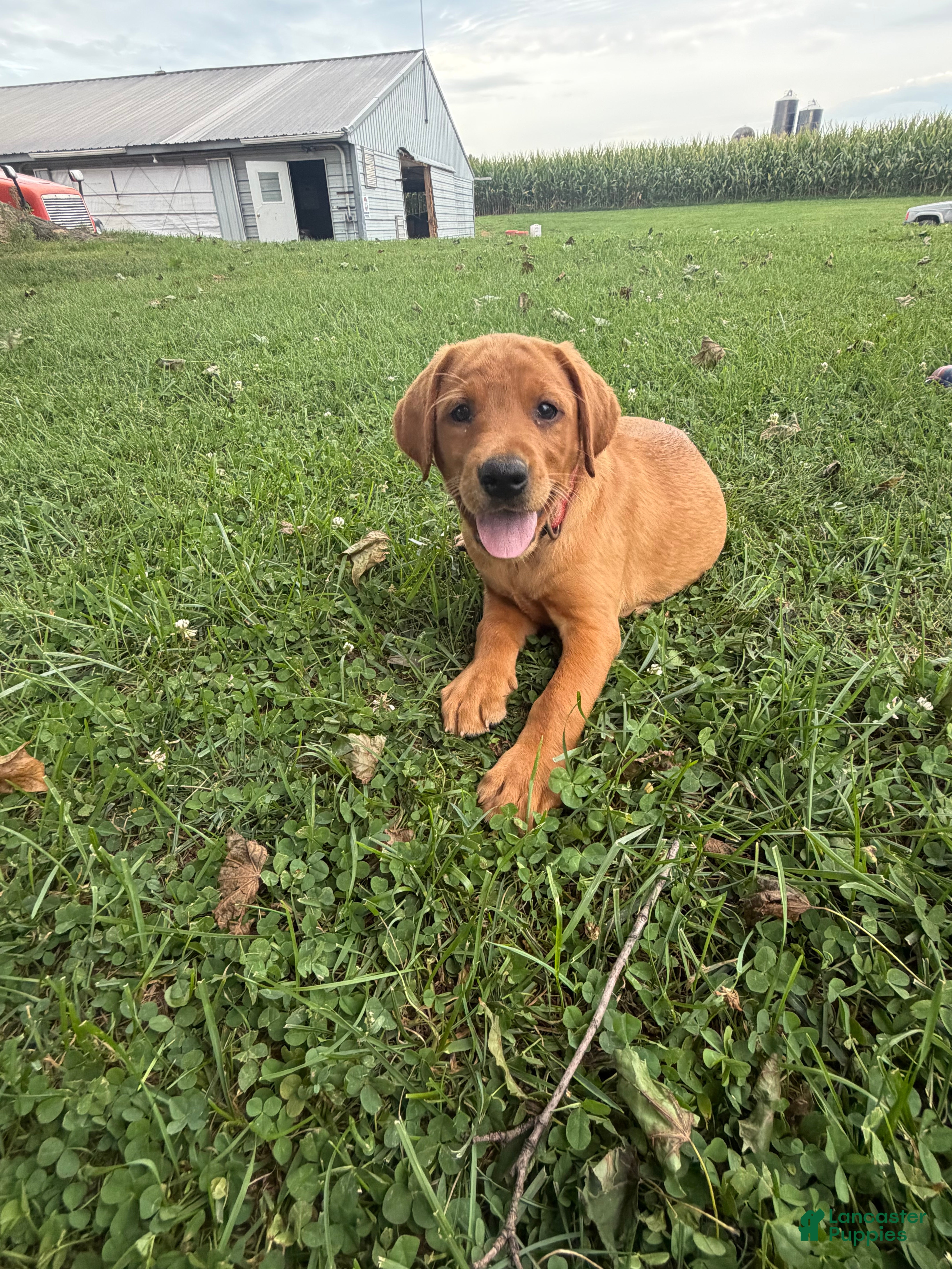 Labrador Retriever dogs Annie  - Ad 12