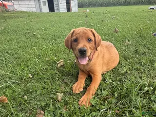 Labrador Retriever dogs Annie - Ad 12