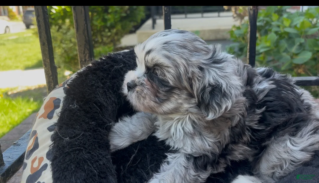 Shorkie dogs for sale: Shorkie Puppy 1 - Ad 2
