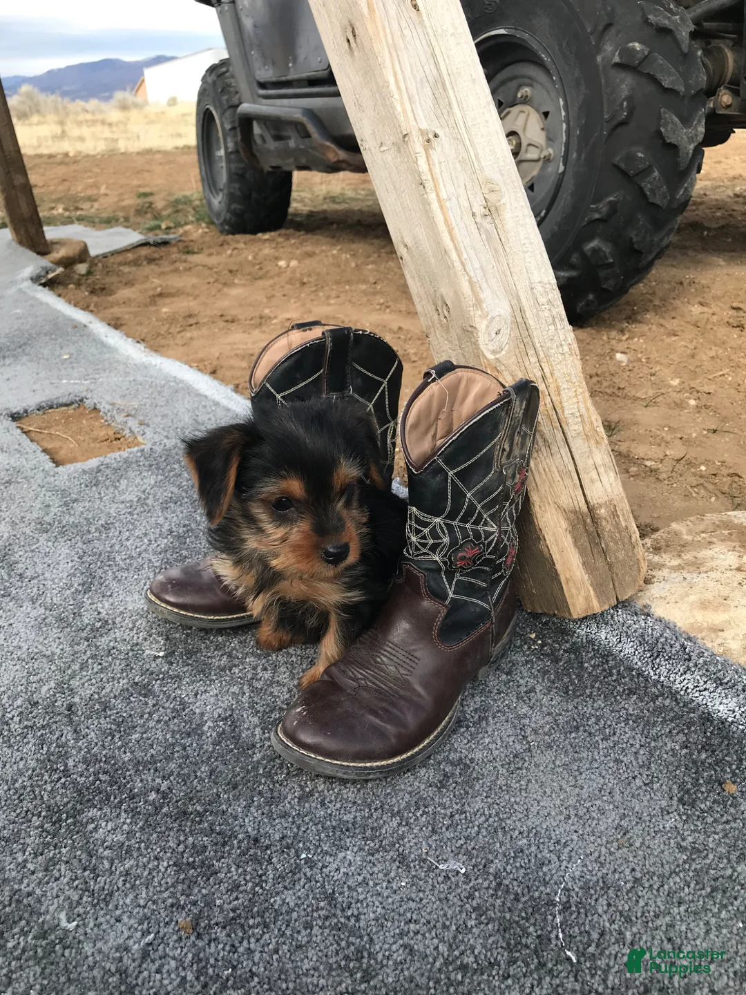 Other breed dogs for sale: Other breed Puppy 2 - Ad 2