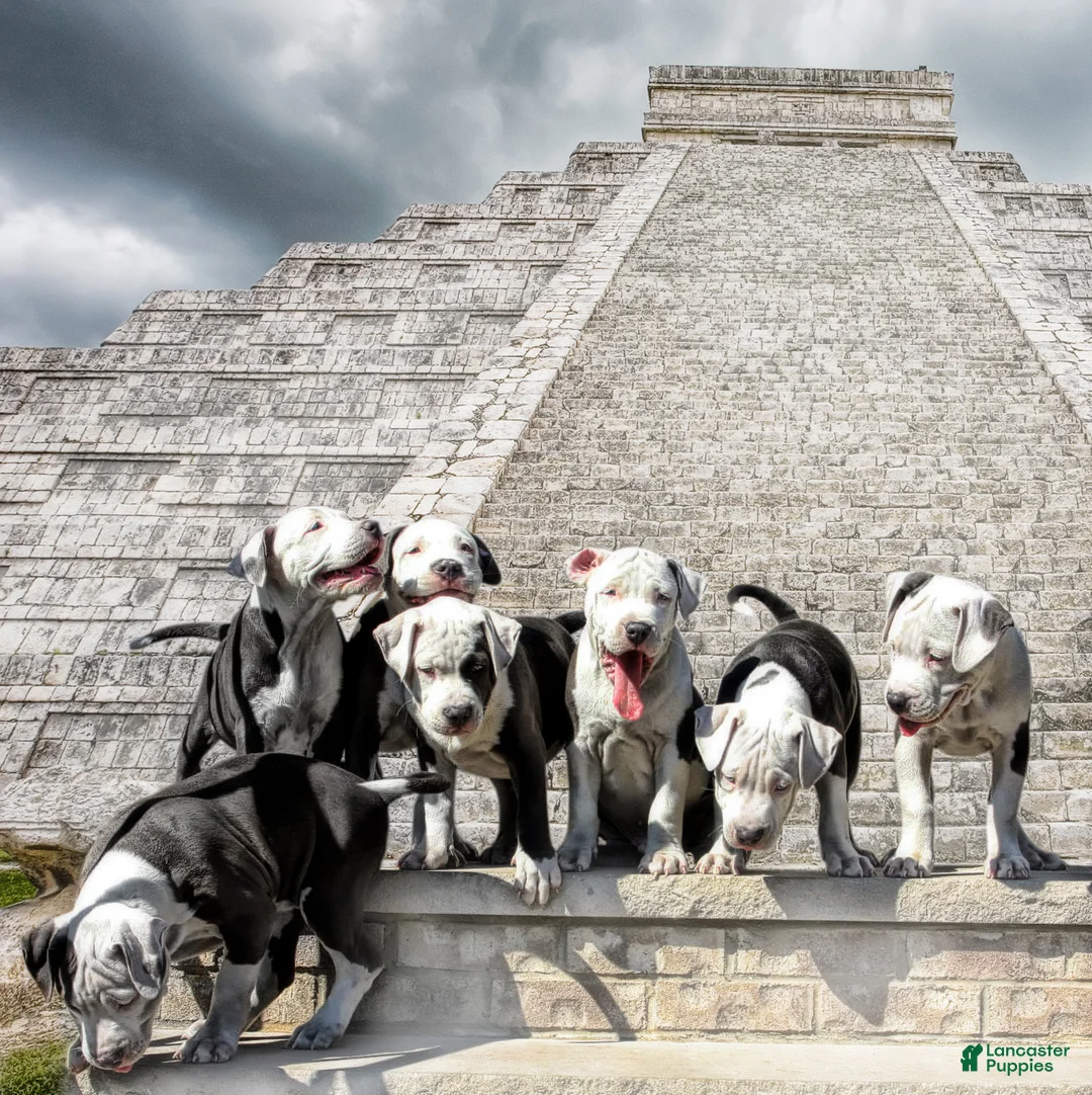 Gallery Image {{count}}