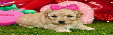Miniature Poodle Puppy 2