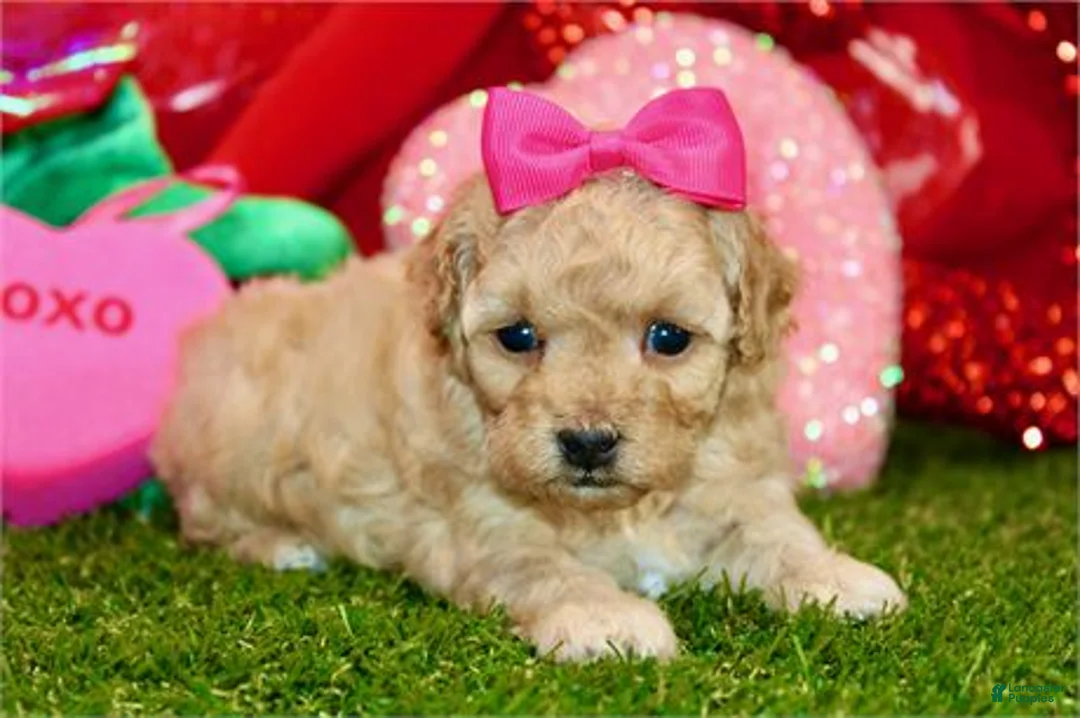 Miniature Poodle dogs for sale: Miniature Poodle Puppy 2 - Ad 1