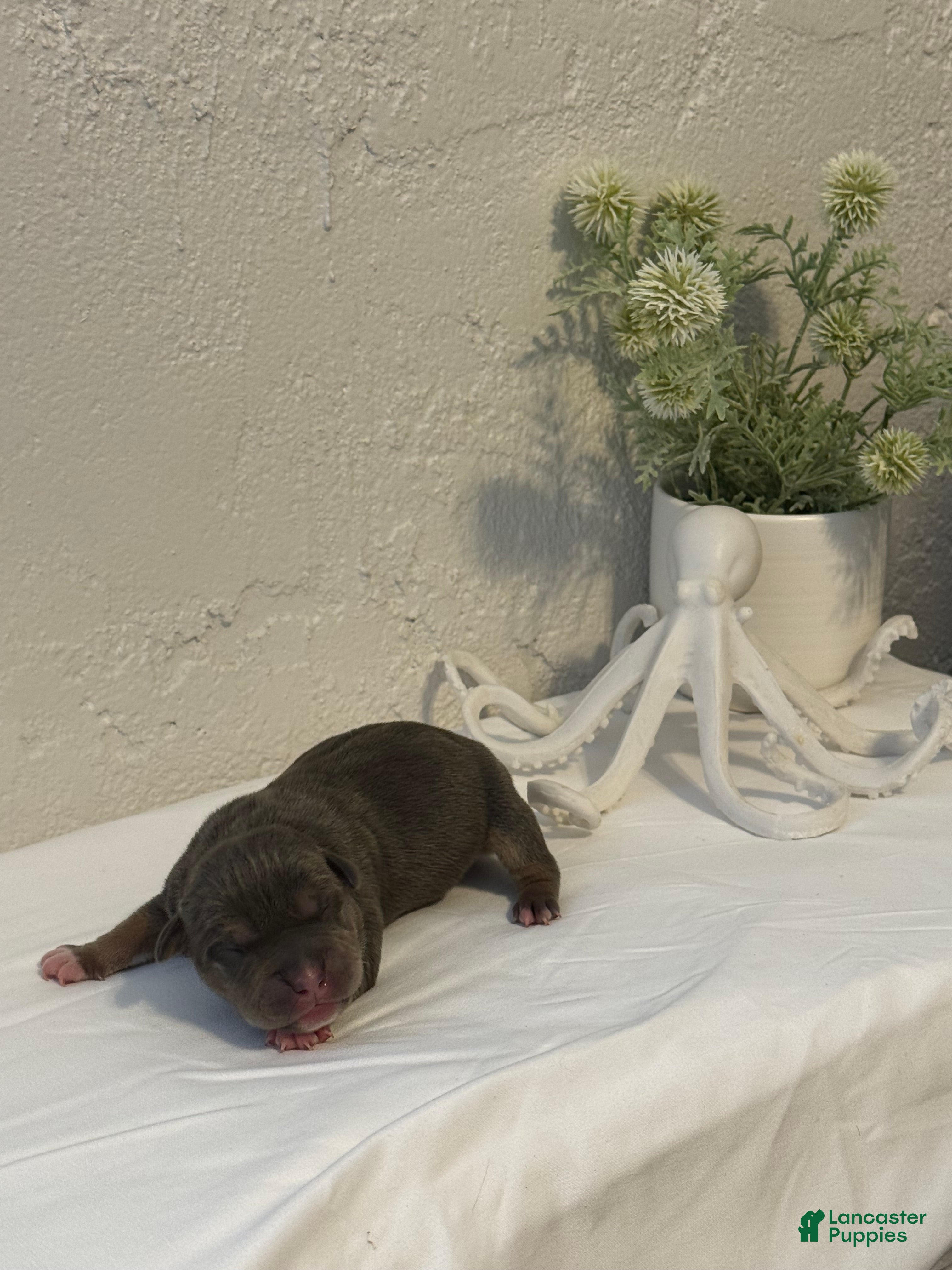 American Bully dogs for sale: Nixie - Ad 4