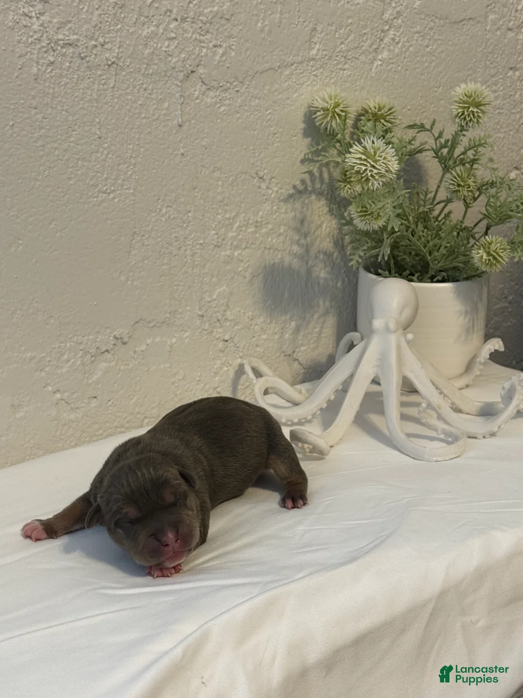 American Bully dogs for sale: Nixie - Ad 1