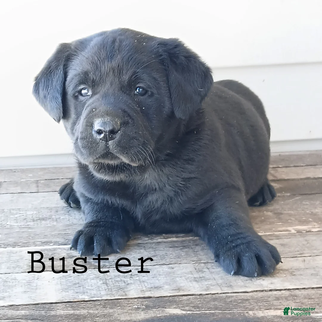 Labrador Retriever dogs for sale: BUSTER - Ad 3