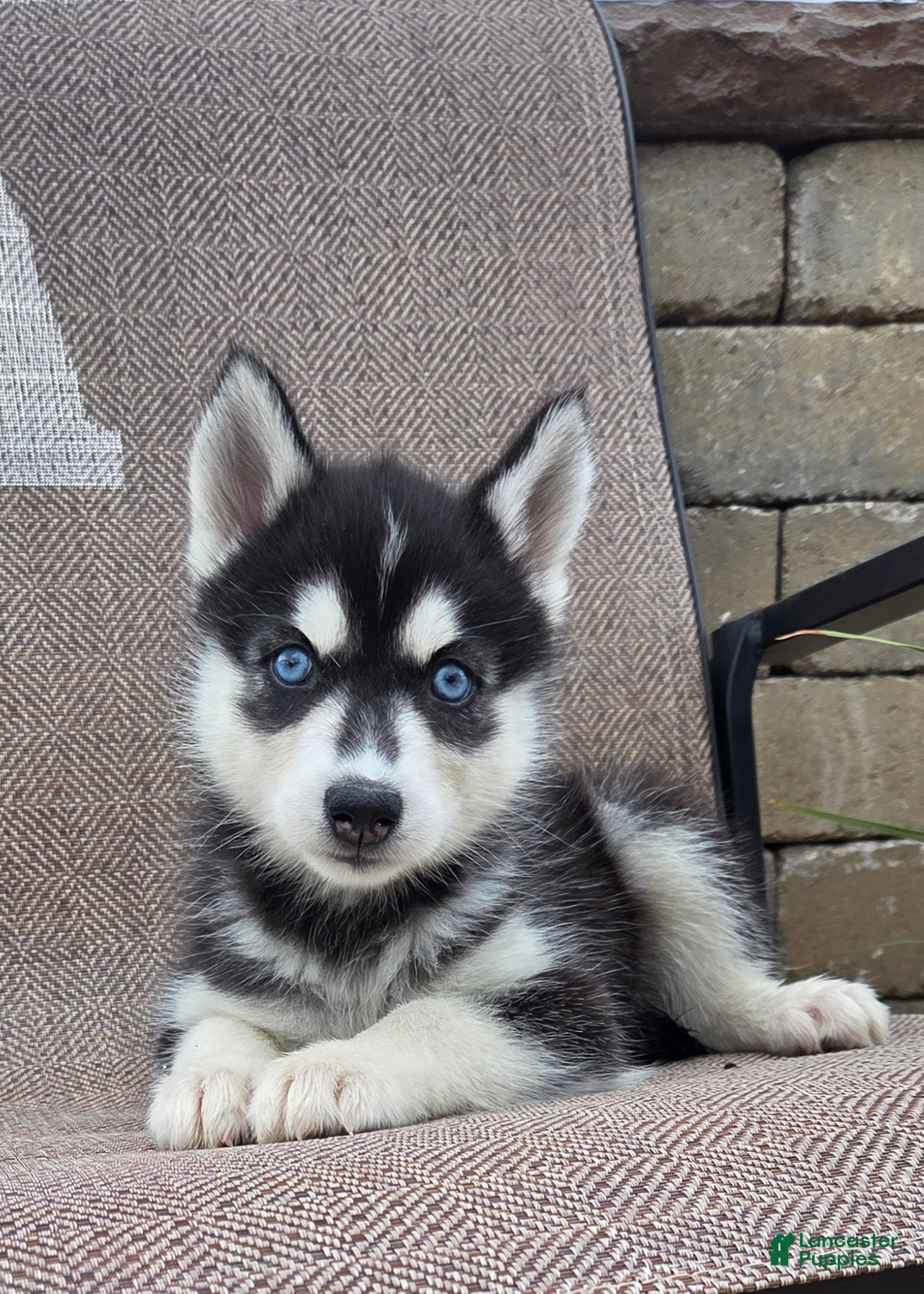 Siberian Husky dogs Everly - Ad 1