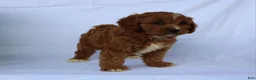 Cavapoo dogs for sale: Sam - Ad 6