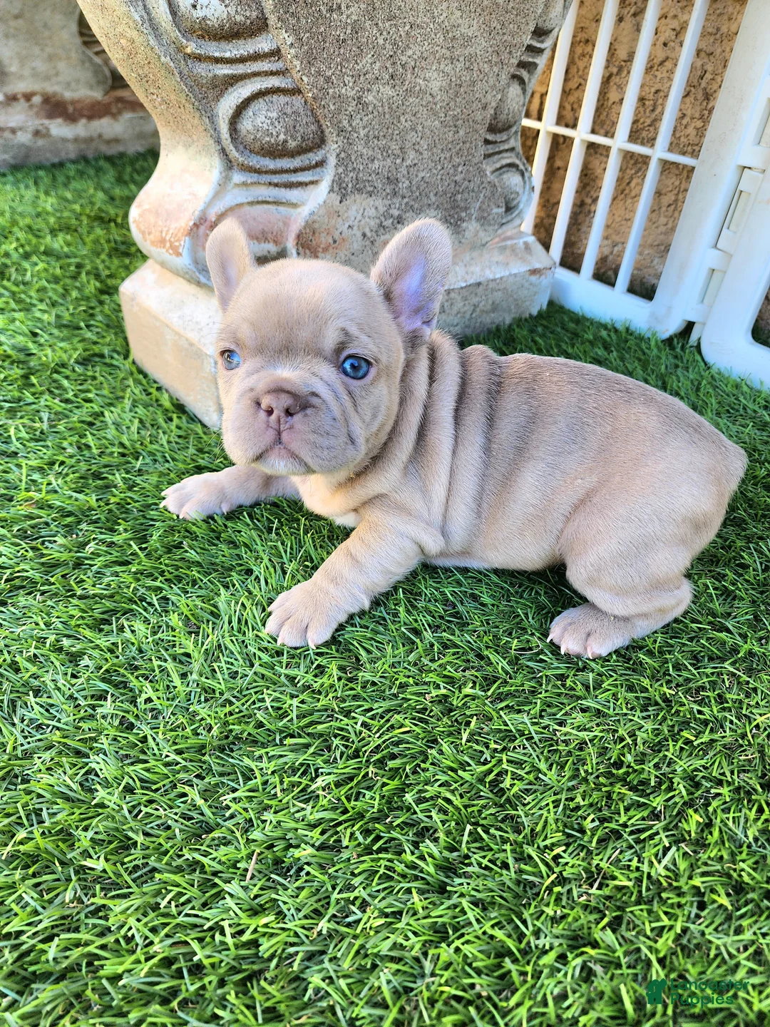 French Bulldog dogs for sale: Lilly  - Ad 11