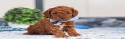 Mini Goldendoodle dogs for sale: Nash - Ad 5