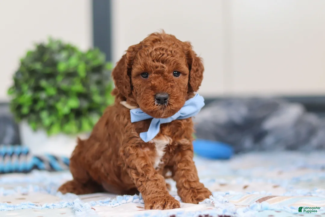 Mini Goldendoodle dogs for sale: Nash - Ad 5