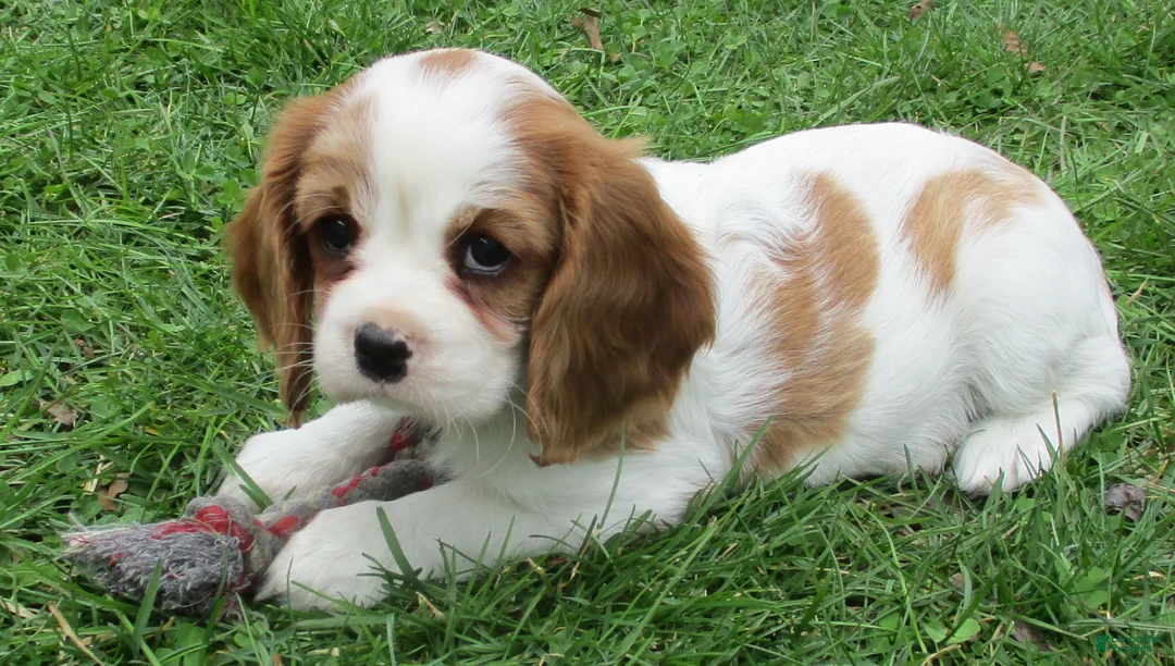Cavalier King Charles Spaniel dogs for sale: Bella - Ad 6