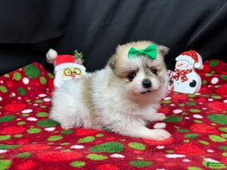 Pomeranian dogs Pomeranian Puppy 1 - Ad 1