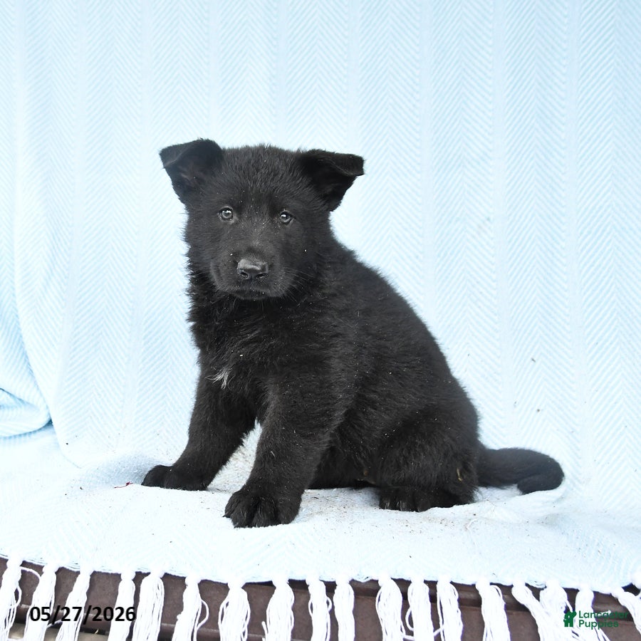 German Shepherd dogs Petunia - Ad 2