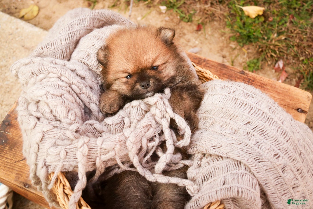 Pomeranian dogs for sale: Peyton - Ad 4