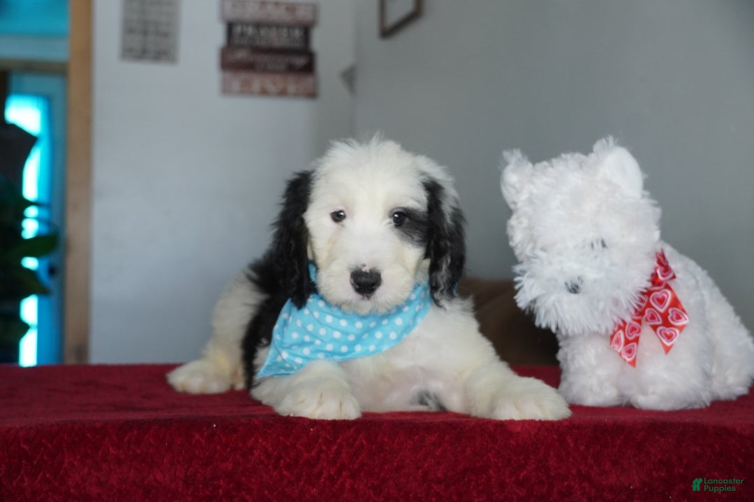 Sheepadoodle dogs for sale: Oreo - Ad 2