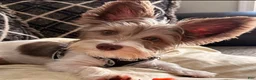 Yorkshire Terrier dogs for sale: Jon - Ad 5
