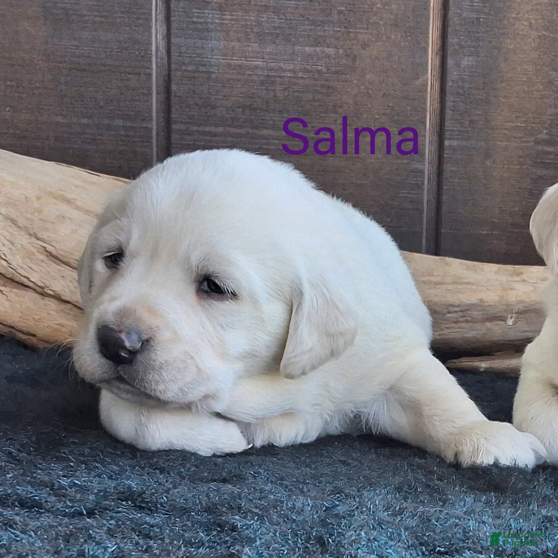 Labrador Retriever dogs Salma  - Ad 1