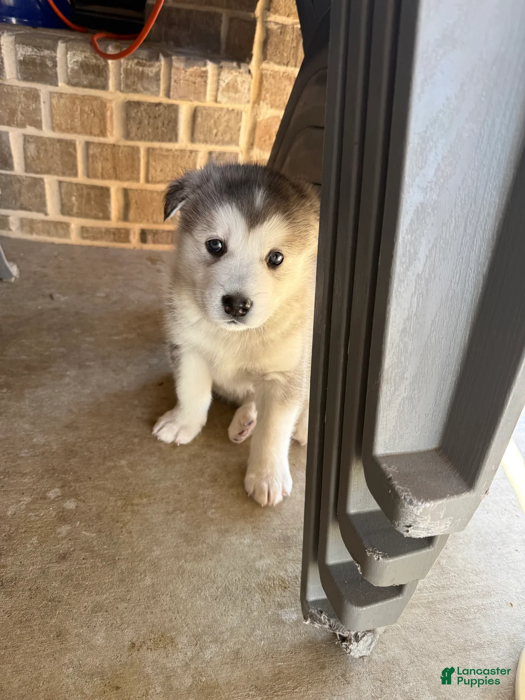 Alaskan Malamute dogs for sale: Alaskan Malamute Puppy 1 - Ad 5