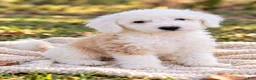 Aussiedoodle dogs for sale: Aussiedoodle 1 - Ad 2